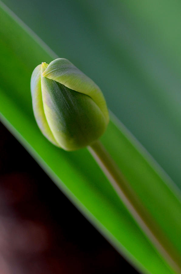 Young Tulip Photograph