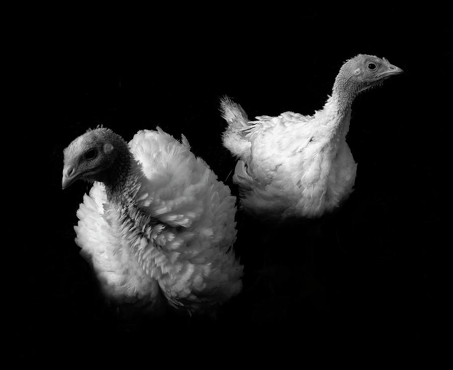 Young Turkeys Photograph by Cordelia Molloy