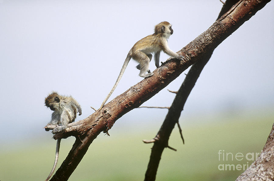 Young Vervet Monkeys Photograph by Art Wolfe