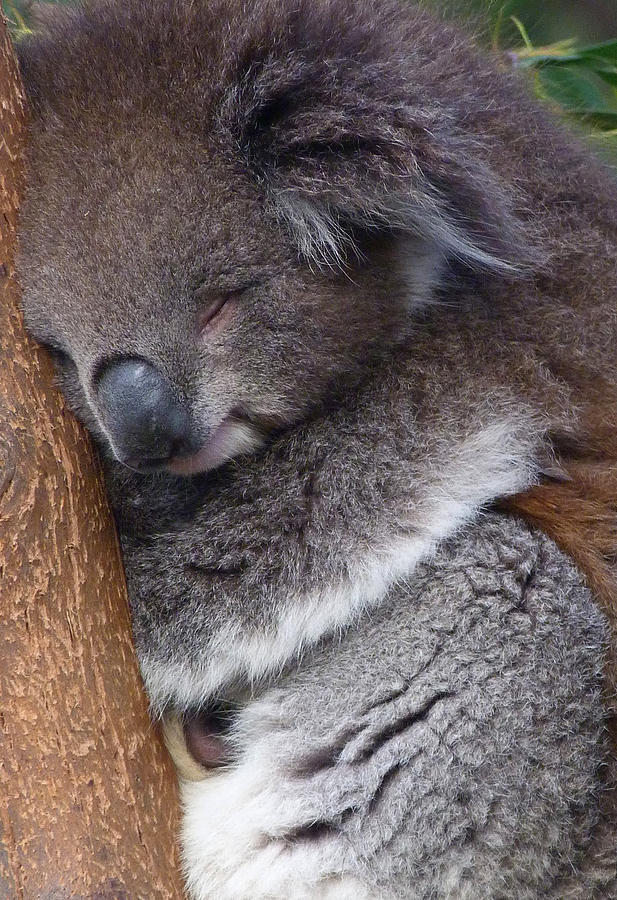 Young Victorian Koala Snoozing Photograph by Margaret Saheed