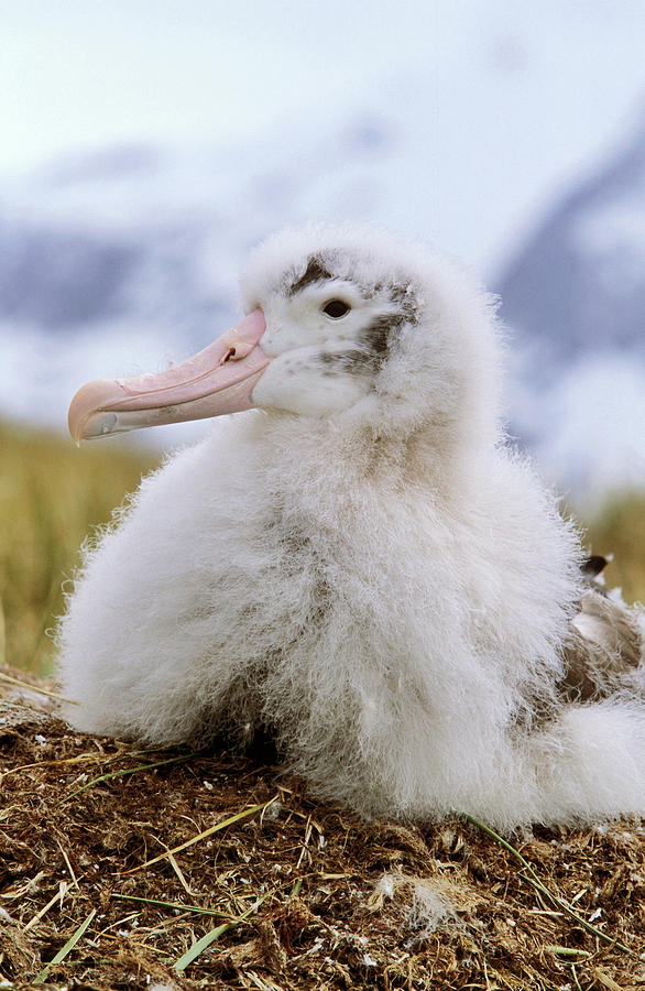Albatross Photograph - Young Wandering Albatross (diomendea by Martin Zwick
