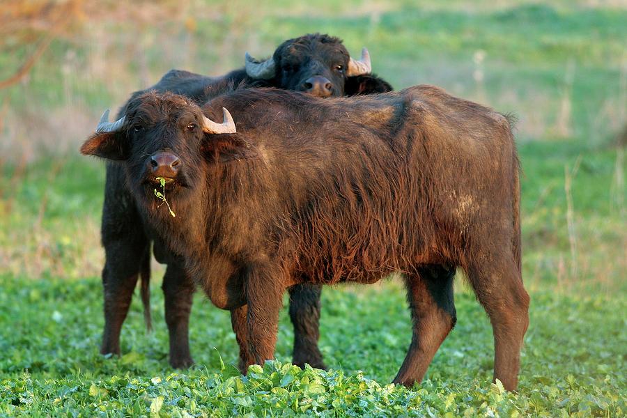 Young Water Buffalo Photograph by Photostock-israel/science Photo ...