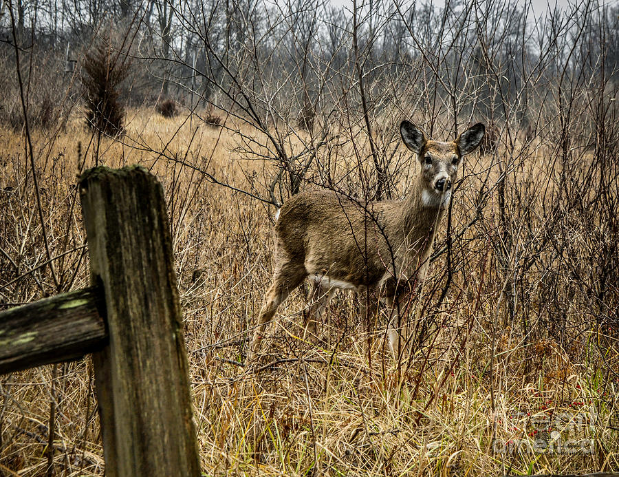 Young White Tail Deer Photograph by Ronald Grogan