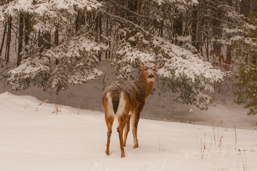Young White Tailed Buck in Winter Photograph by Brenda Jacobs