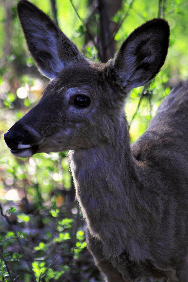 Young White Tailed Deer 2 Photograph by Jim Vance