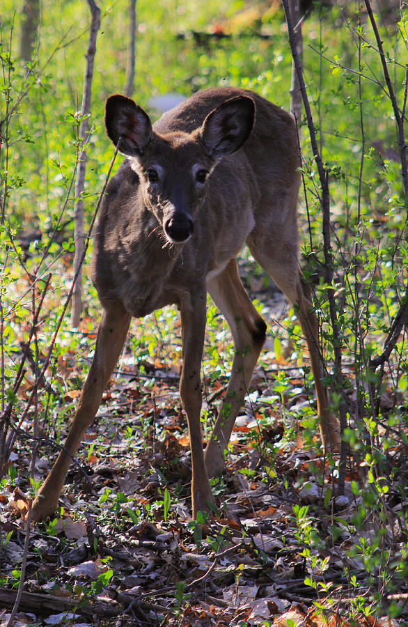 Young White Tailed Deer Photograph by Jim Vance
