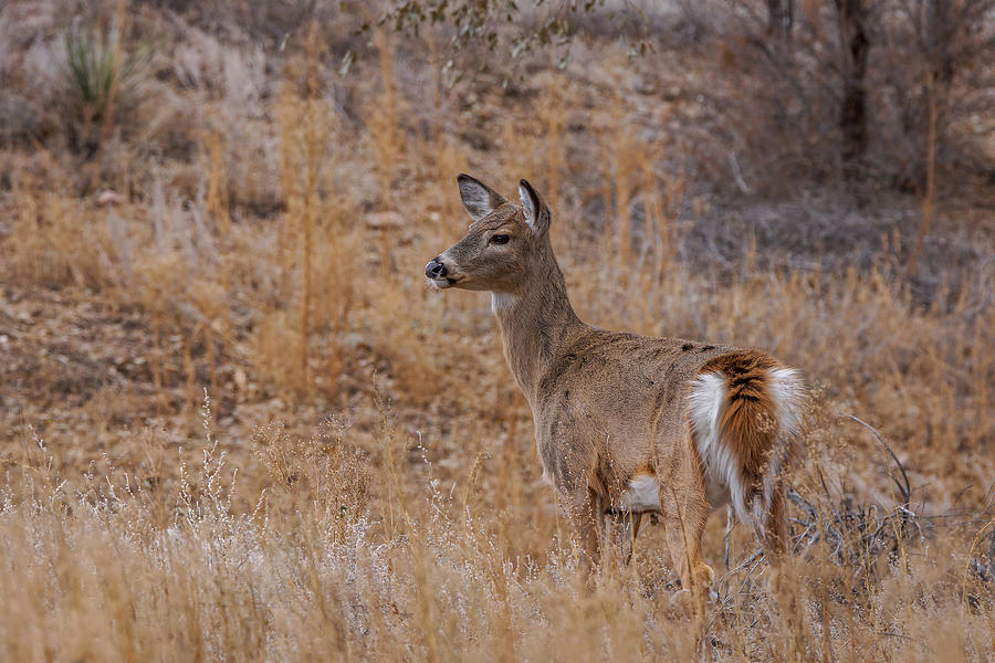 Young Whitetail Deer Photograph by Ernest Echols