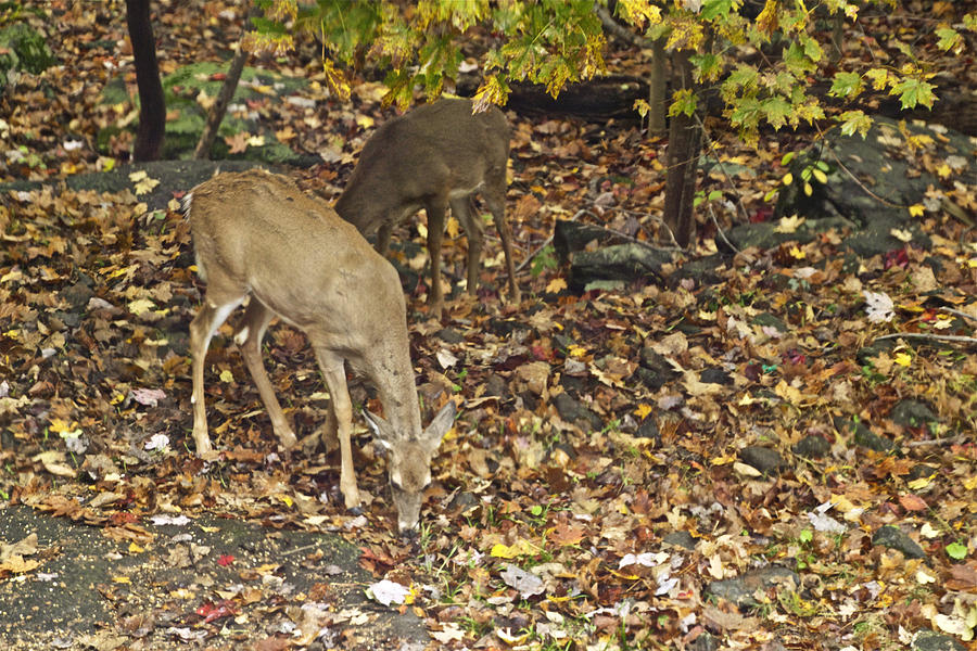 Young Whitetail Deer - Odocoileus virginianus - Autumn Photograph by Carol Senske