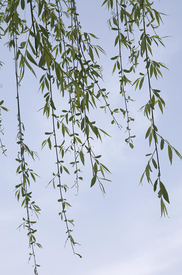 Young willow leaves against blue sky Photograph by Wataru Yanagida