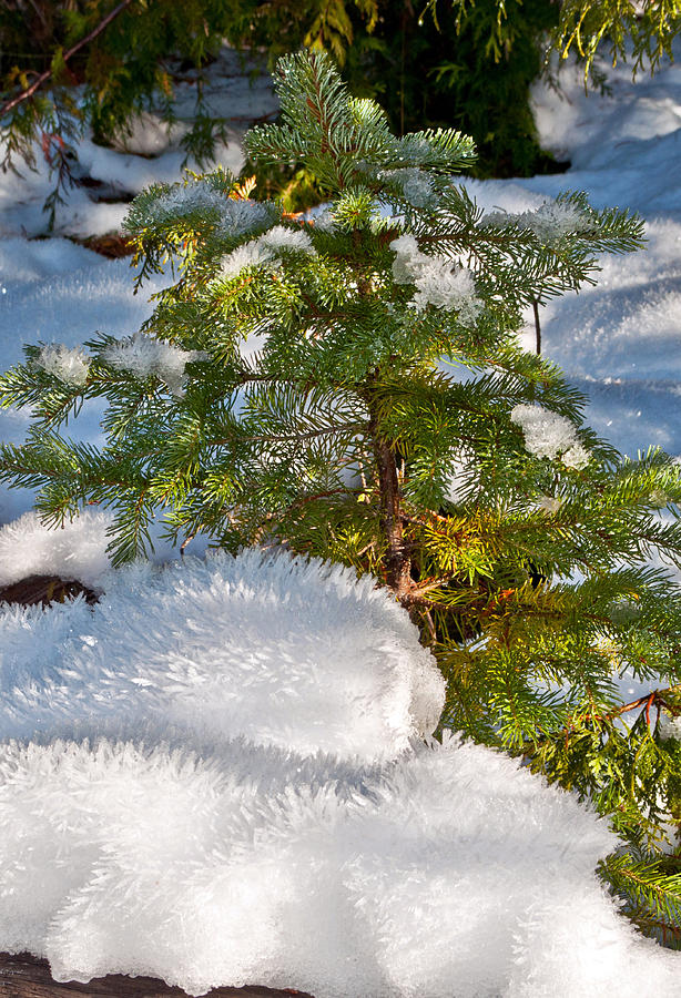 Young Winter Pine Photograph by Tikvahs Hope
