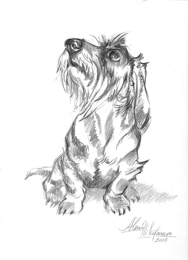 Young wire-haired dachshund looking up Drawing by Alena Nikifarava