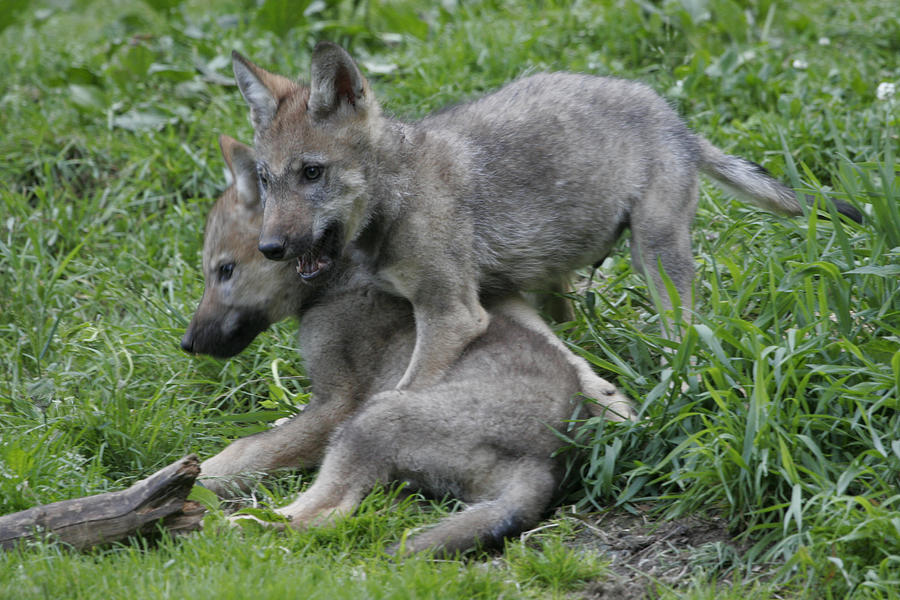 Young wolves Photograph by Ulrich Kunst And Bettina Scheidulin