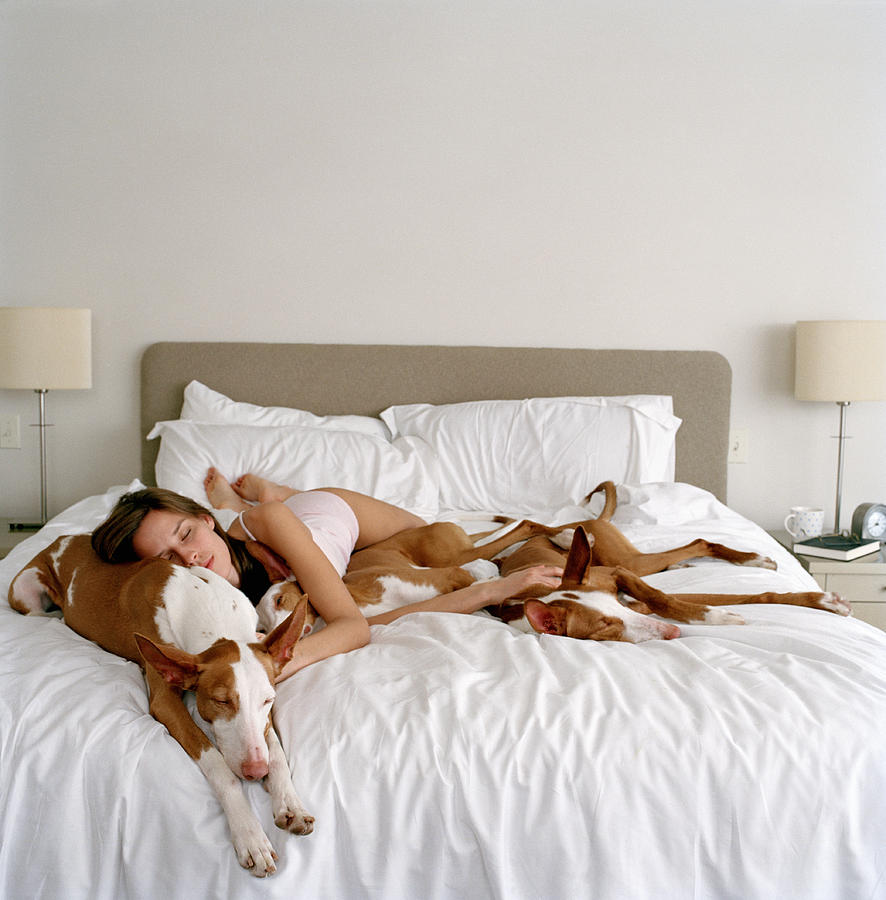 Young woman sleeping with three Ibizan hounds on bed Photograph by Karen Moskowitz