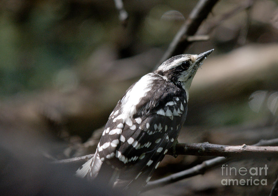 Young Woodpecker Photograph by Cheryl Baxter