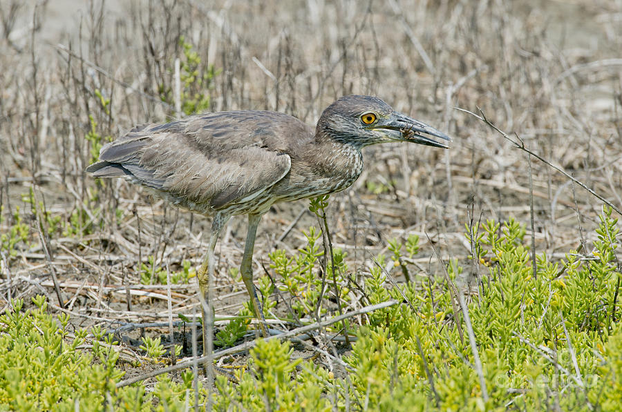 Young Yellow-crowned Night Heron Photograph by Anthony Mercieca