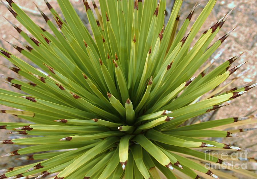 Young Yucca Photograph by Angela J Wright