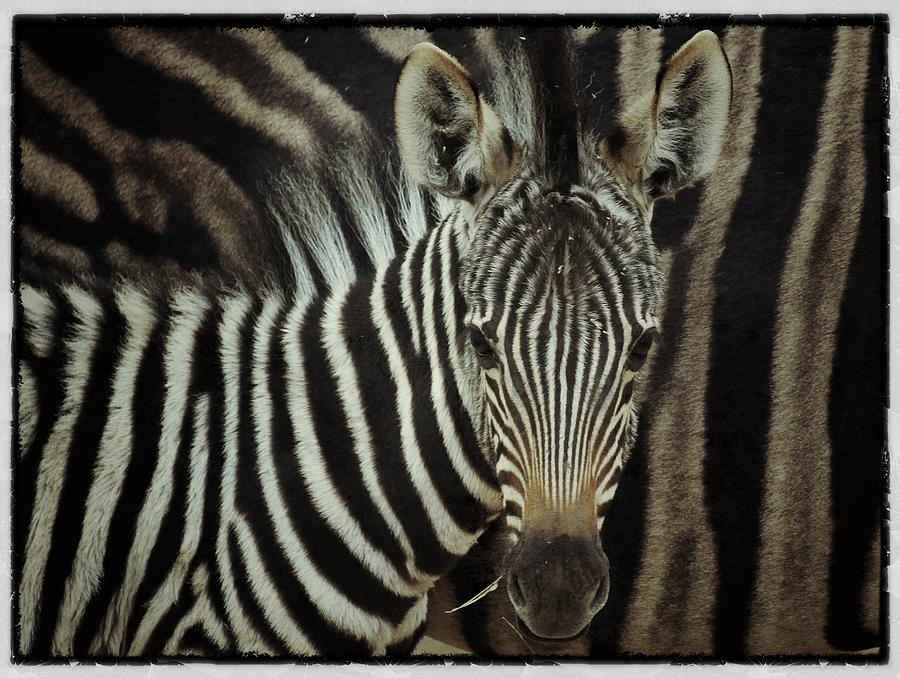 Young Zebra Photograph by Dave Hall