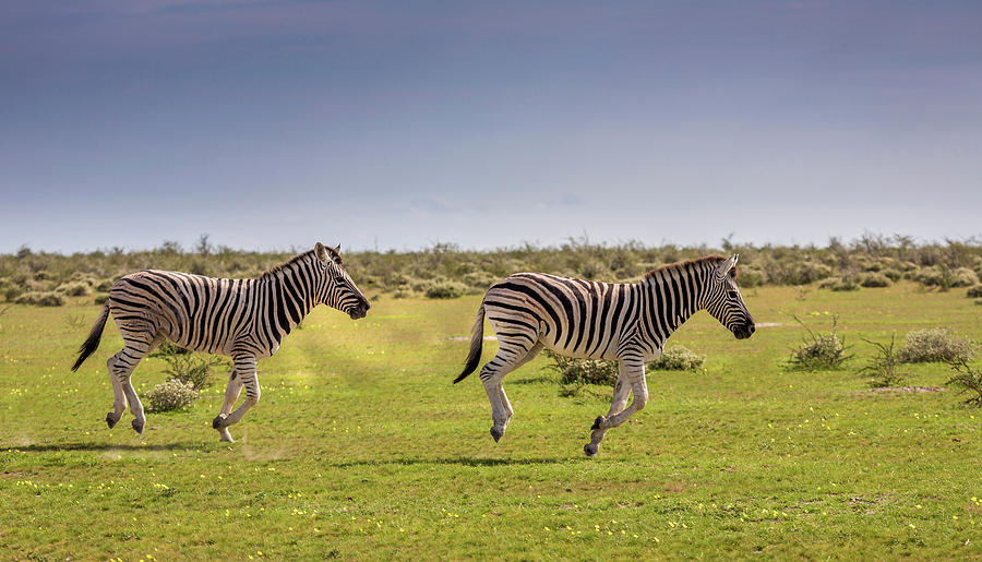 Young Zebras Running Etosha National Photograph By Animal Images