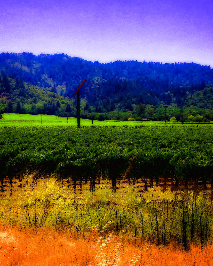 Yountville Vineyard Photograph by Timothy Bulone