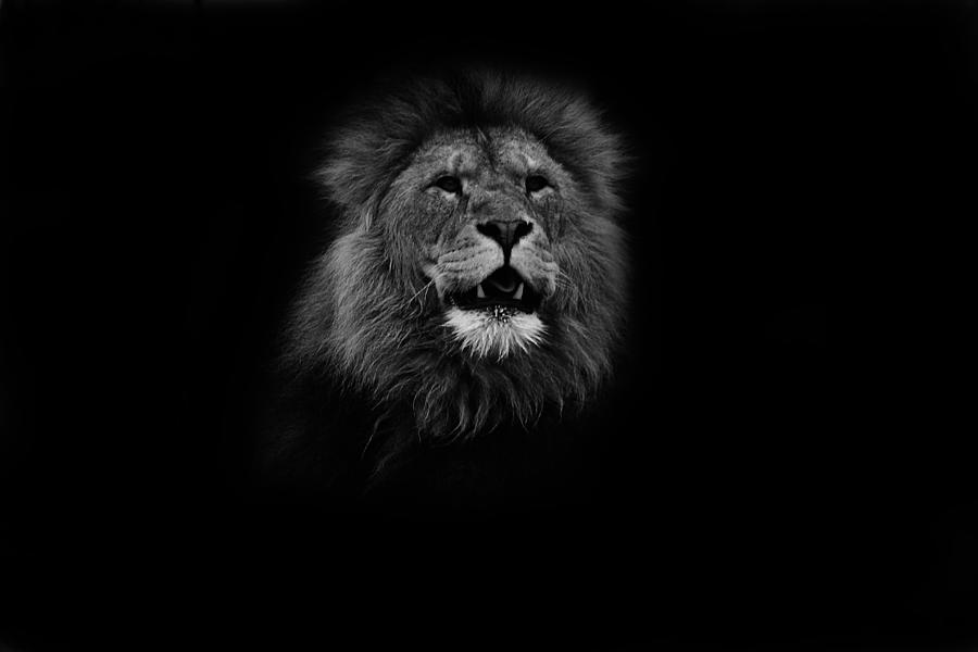 Animal Photograph - Your Gonna Hear me Roar by Martin Newman