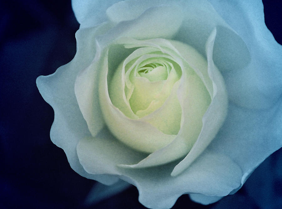 Rose Photograph - Your Love is all I need by The Art Of Marilyn Ridoutt-Greene