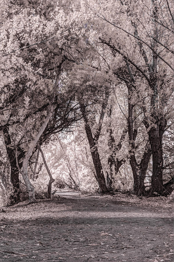 Tree Photograph - Your Path by Marta Cavazos-Hernandez