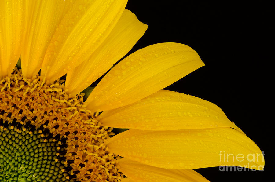 Sunflower Photograph - Your Sunflower by Nick Boren