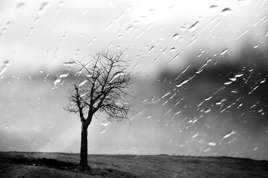 Landscape Photograph - Your Tears I Root by J C