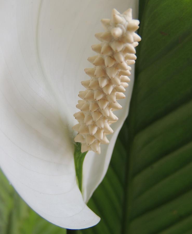 Spathiphyllum Photograph - Youre in My Space by Denise Clark