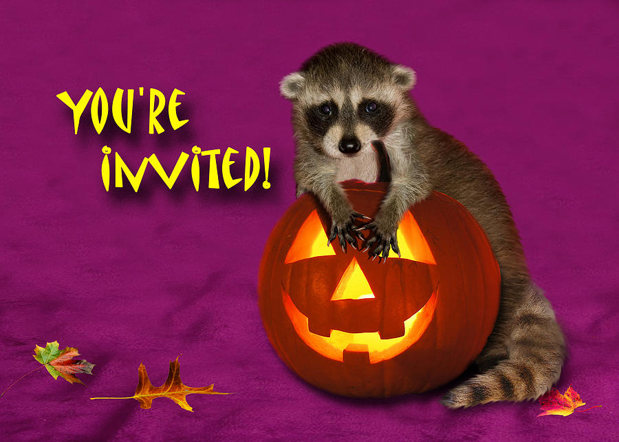Pumpkin Photograph - Youre Invited Halloween Raccoon by Jeanette K