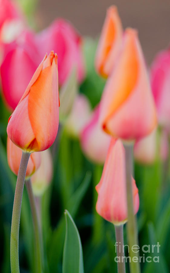 Tulip Photograph - Youthful by Nick Boren