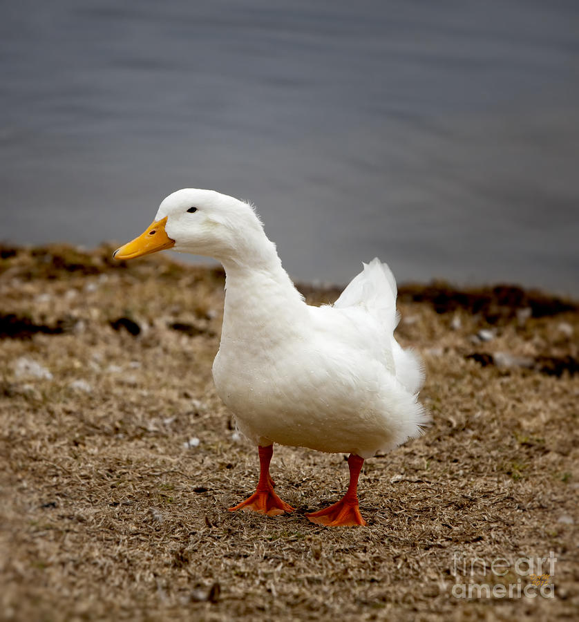 Nature Photograph - Youthful Duck by David Millenheft