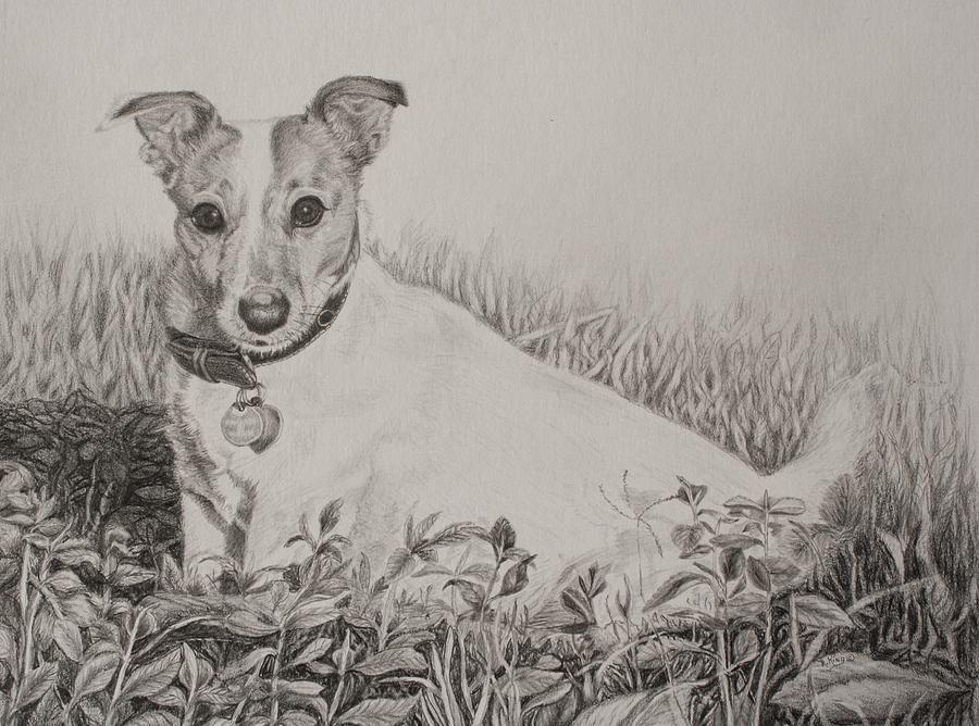 Dog Drawing - YouTube Video - Tobie by Roena King