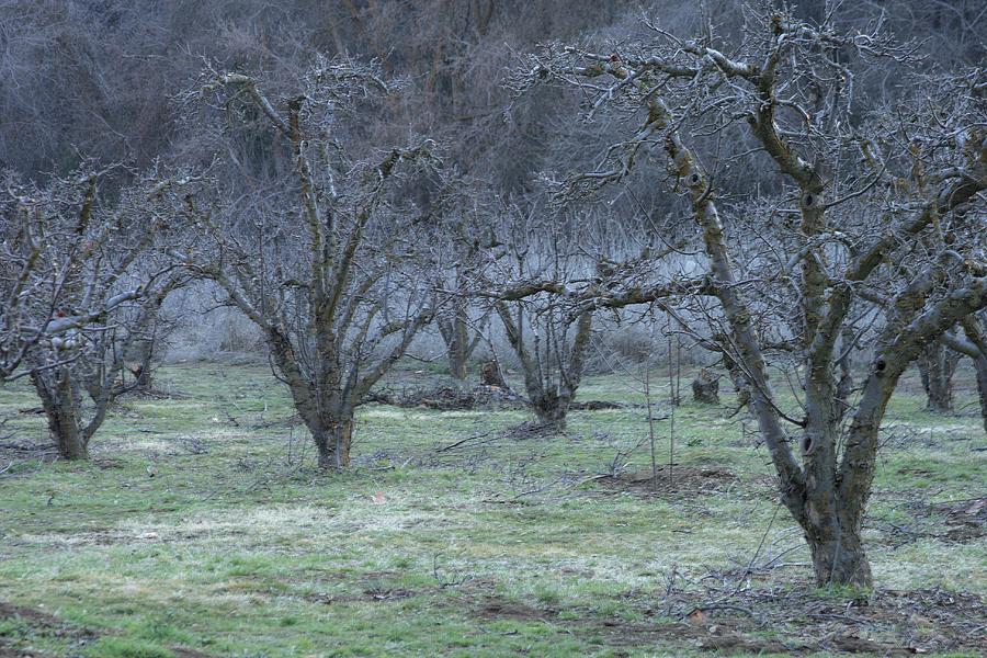 Yucaipa Eerie Apple Orchard Photograph by Viktor Savchenko