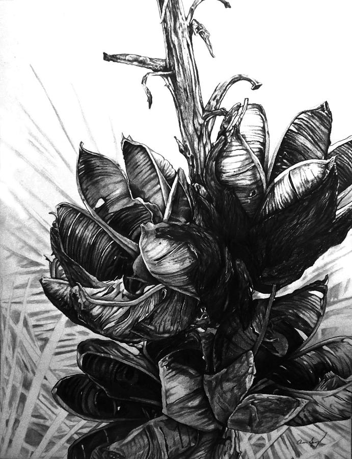 Yucca Drawing by Aaron Spong