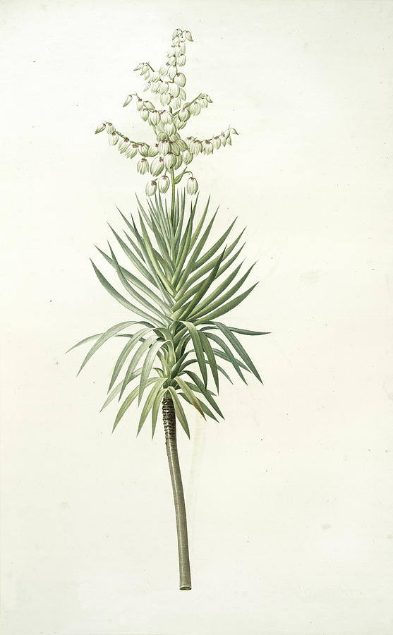yucca flower drawing