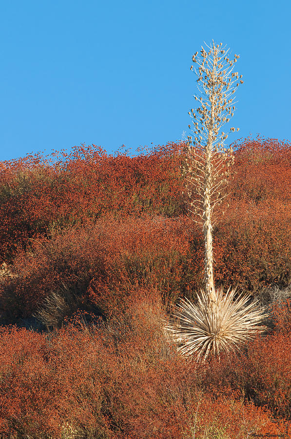 Yucca and Buckwheat Photograph by Avian Resources