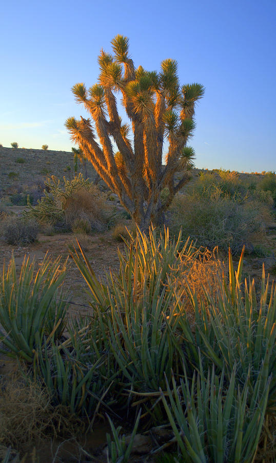 Yucca and Joshua Tree Photograph by Nathan Abbott