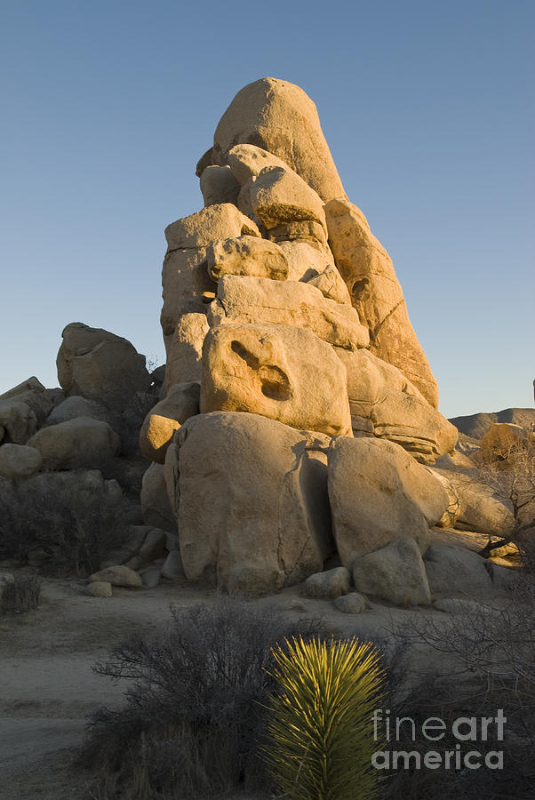 Yucca And Rock Monolith At Sunset Photograph by William H. Mullins