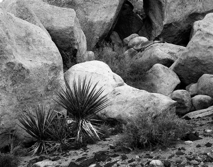 Yucca and white Boulder Nevada Photograph by Christian Slanec