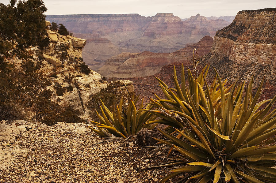 Yucca at the Grand Canyon Photograph by Lee Kirchhevel
