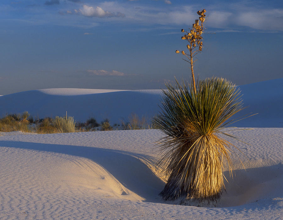 Yucca at White Sands Photograph by Dave Mills | Fine Art America