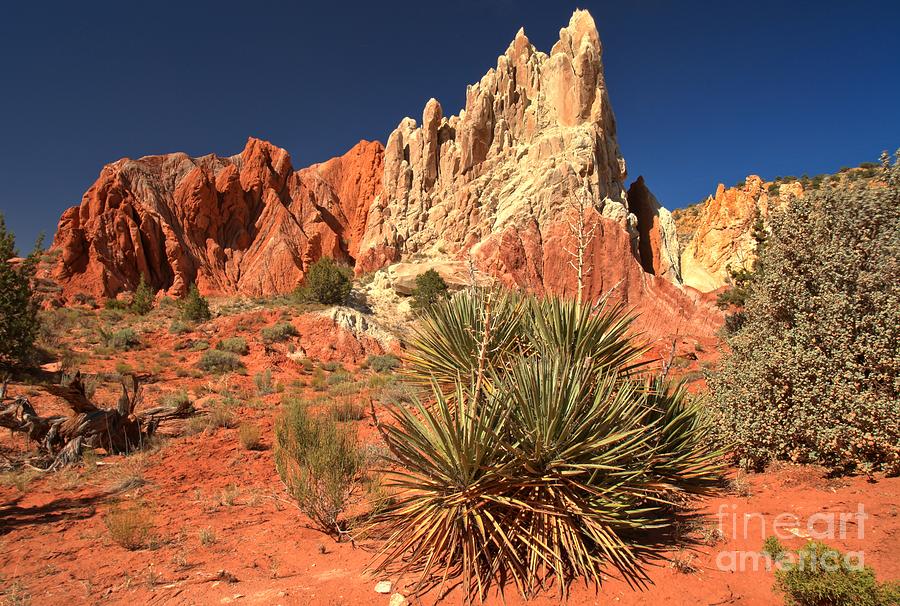 Yucca Badlands And Colors Photograph by Adam Jewell