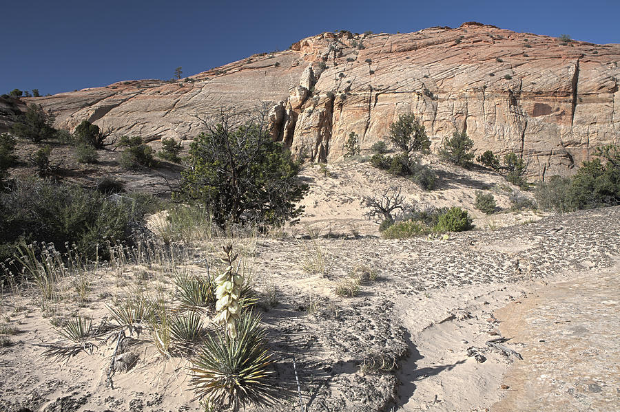 Yucca Blooming in Escalante Photograph by Gregory Scott