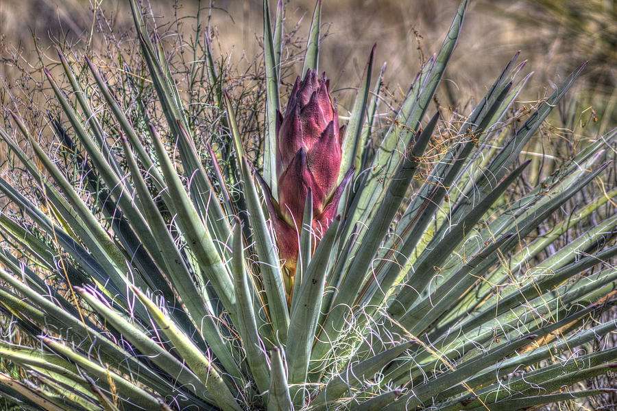 Yucca Blooming Photograph by Roger Passman