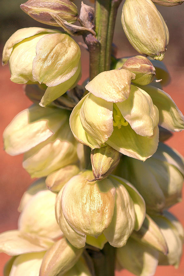 Yucca Blooms Photograph by Sandra Selle Rodriguez