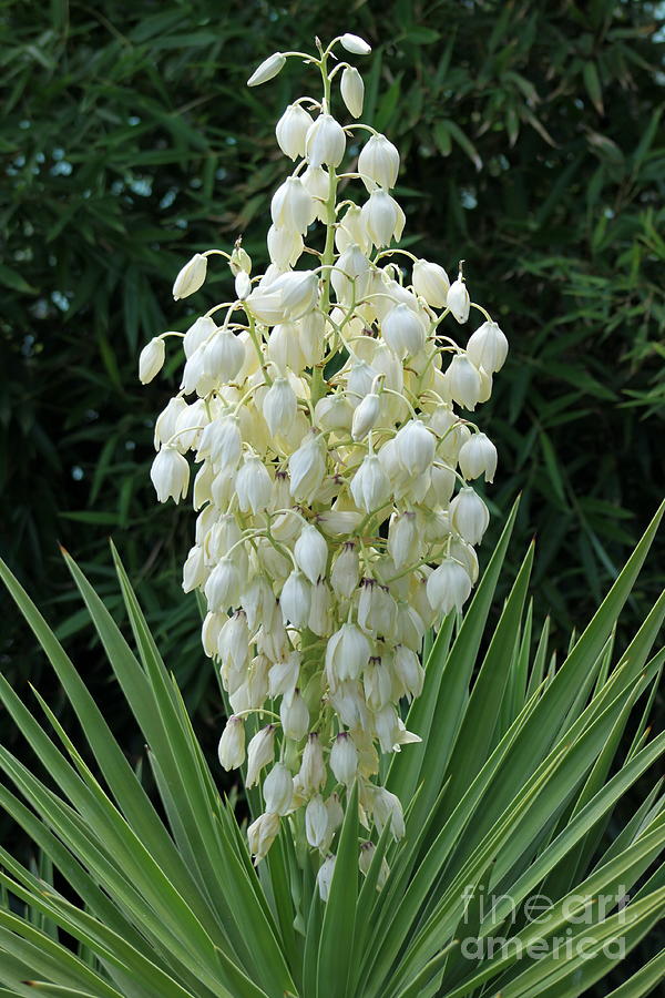 Yucca Blossoms Photograph by Christiane Schulze Art And Photography