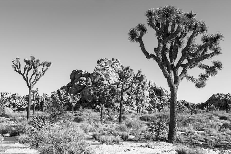 Yucca Brevifolia Photograph by Kelley King
