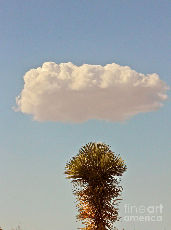 Yucca Cloud Photograph by Michael Cinnamond