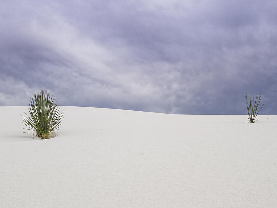 White Sands National Monument Photograph - Yucca Duel at White Sands by Jean Noren